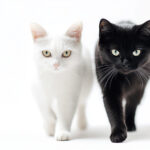 動物・生き物(猫) NO.205345