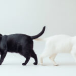 動物・生き物(猫) NO.205341