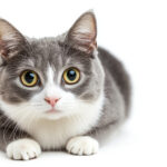 動物・生き物(猫) NO.205352