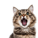 動物・生き物(猫) NO.205352