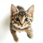 動物・生き物(猫) NO.205365