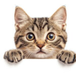 動物・生き物(猫) NO.205365