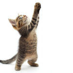 動物・生き物(猫) NO.205206