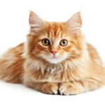 動物・生き物(猫) NO.205379