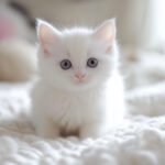 動物・生き物(猫) NO.205379