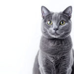 動物・生き物(猫) NO.205391