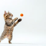 動物・生き物(猫) NO.205192