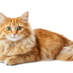 動物・生き物(猫) NO.205392