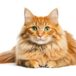 動物・生き物(猫) NO.205391