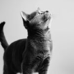 動物・生き物(猫) NO.205392