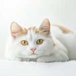 動物・生き物(猫) NO.205410