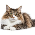 動物・生き物(猫) NO.205421