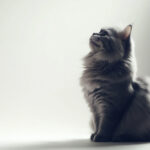 動物・生き物(猫) NO.205421