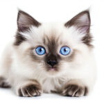 動物・生き物(猫) NO.205457