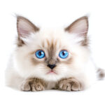 動物・生き物(猫) NO.205454