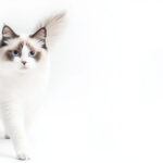 動物・生き物(猫) NO.205457