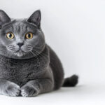 動物・生き物(猫) NO.205484