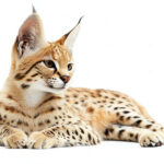 動物・生き物(猫) NO.205486