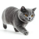 動物・生き物(猫) NO.205492