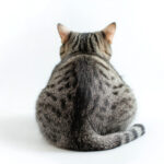 動物・生き物(猫) NO.205490