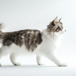 動物・生き物(猫) NO.205512