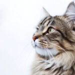 動物・生き物(猫) NO.205221