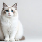 動物・生き物(猫) NO.205234