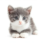 動物・生き物(猫) NO.205234