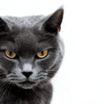 動物・生き物(猫) NO.205242