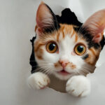 動物・生き物(猫) NO.205242