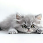 動物・生き物(猫) NO.205196