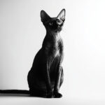動物・生き物(猫) NO.205265