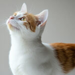 動物・生き物(猫) NO.205291