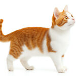 動物・生き物(猫) NO.205287